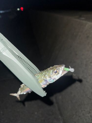 サバの釣果