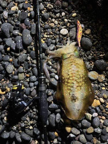 アオリイカの釣果