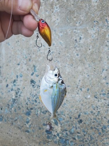 ヒイラギの釣果