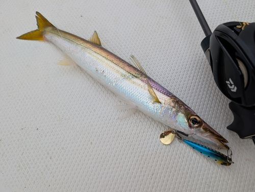 カマスの釣果