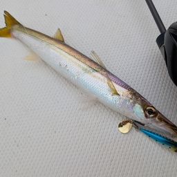 カマス