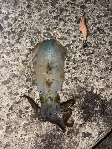 アオリイカの釣果