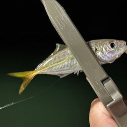 アジ