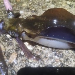 アオリイカ