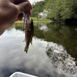 ラージマウスバス