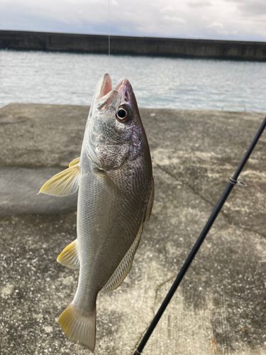 ニベの釣果