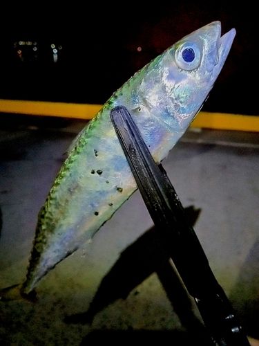 マサバの釣果
