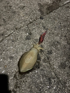 コウイカの釣果