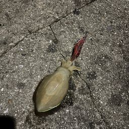 コウイカ