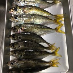 アジ
