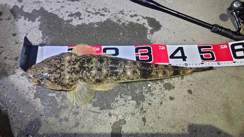 マゴチの釣果