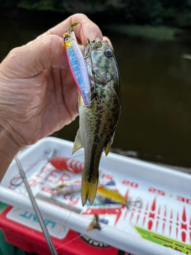ラージマウスバスの釣果