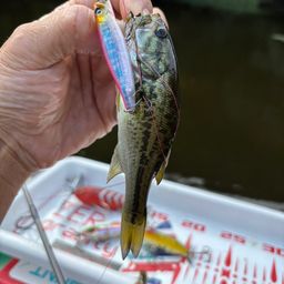 ラージマウスバス