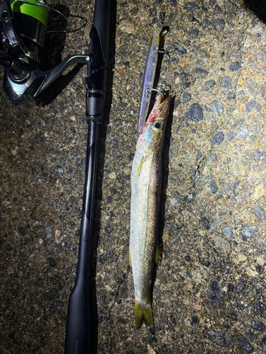 カマスの釣果