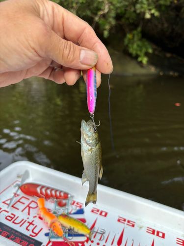 ラージマウスバスの釣果