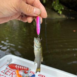 ラージマウスバス