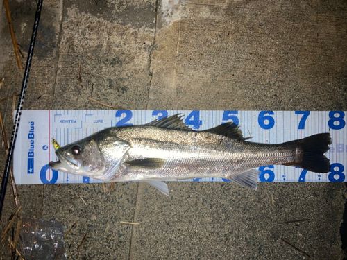 タイリクスズキの釣果