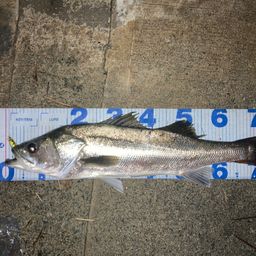 タイリクスズキ