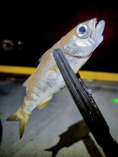ムツの釣果