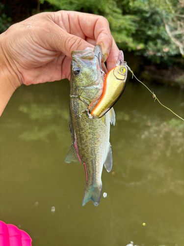 ラージマウスバスの釣果