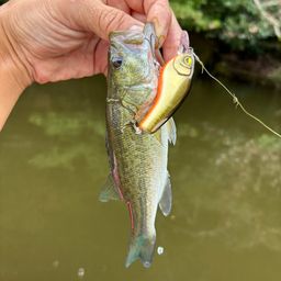 ラージマウスバス