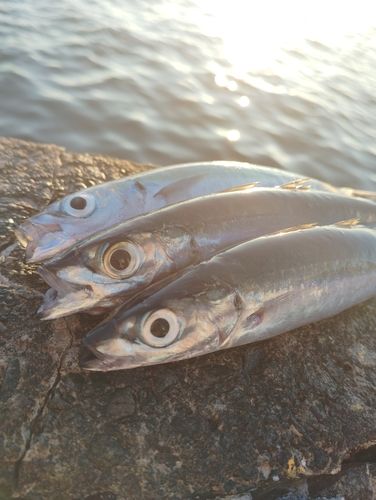 ムロアジの釣果