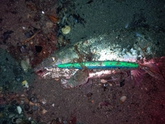 ウグイの釣果