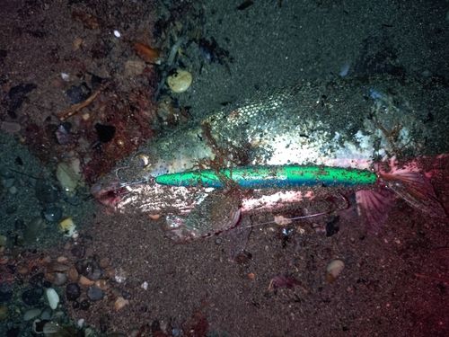ウグイの釣果