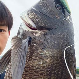 クロダイ