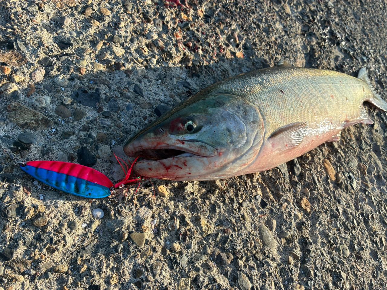 Jackson サーフトライブ STHS-1082MLの最安値・インプレ・釣果