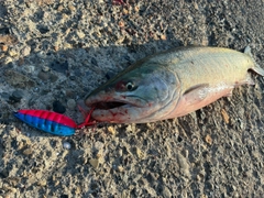 サケの釣果
