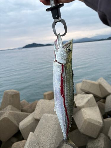 サゴシの釣果