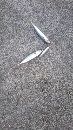 サバの釣果