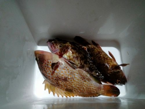 キジハタの釣果