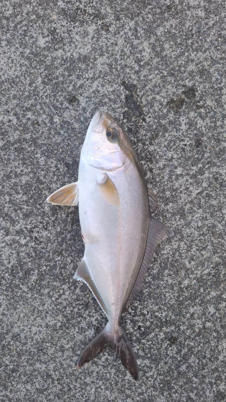 ショゴ