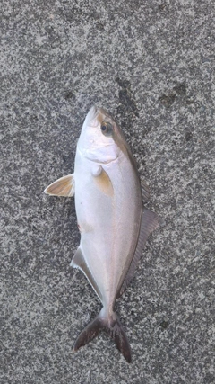 ショゴの釣果
