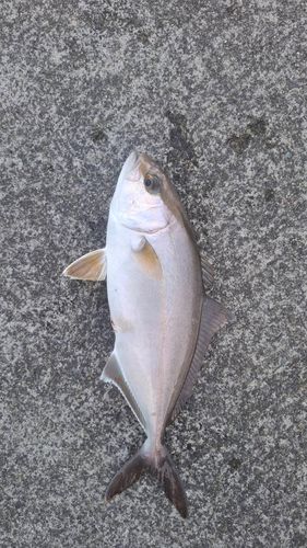 ショゴの釣果
