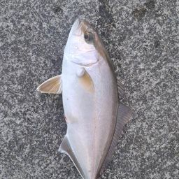 ショゴ