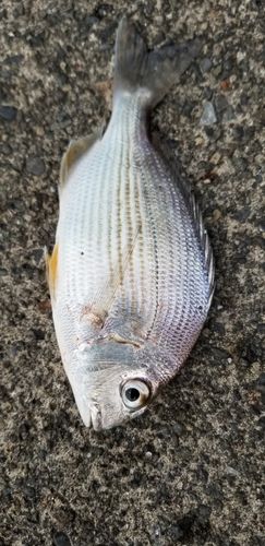 ヘダイの釣果