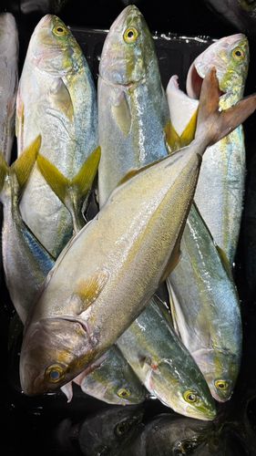 イナダの釣果