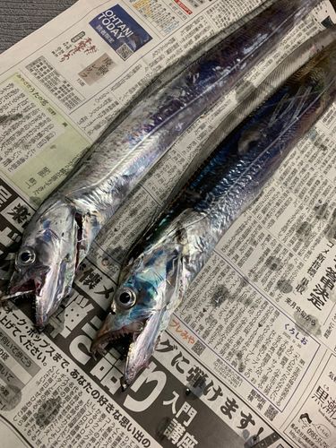 タチウオの釣果