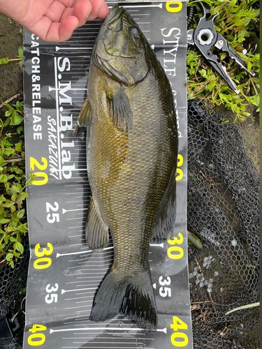 スモールマウスバスの釣果