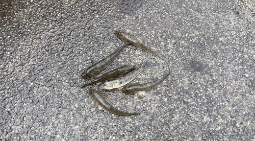 マハゼの釣果