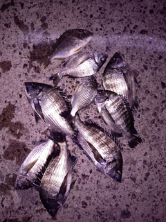 クロダイの釣果