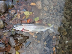 アキアジの釣果