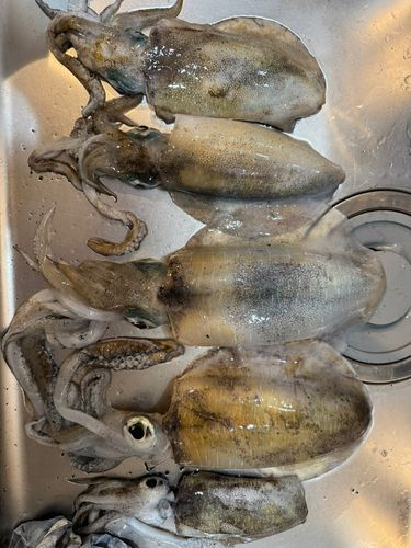 アオリイカの釣果