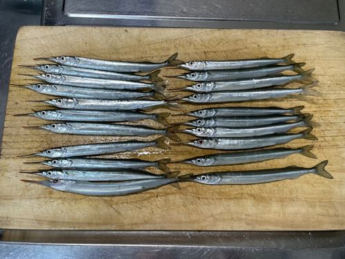 サヨリの釣果