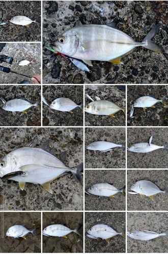 メッキの釣果