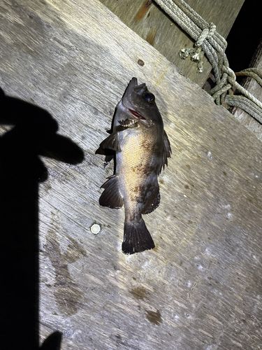 釣果