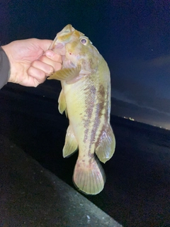 シマゾイの釣果